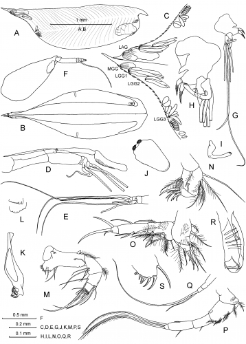 Conchoecilla daphnoides Claus, 1890 Conchoecilla daphnoides Claus, 1890