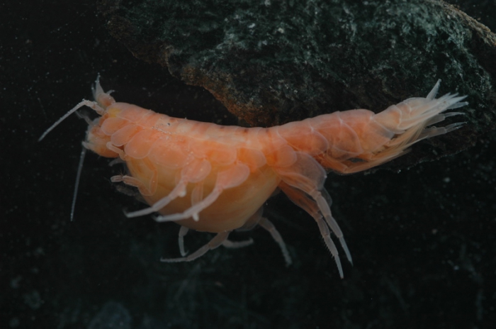 Paracallisoma sp. Paracallisoma sp.