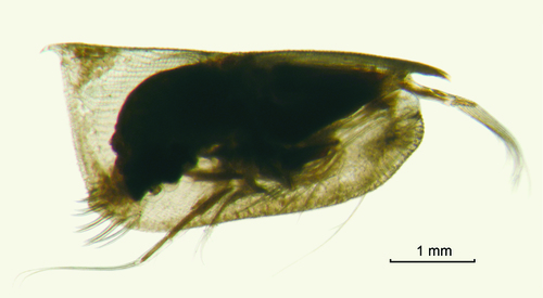 Conchoecissa plinthina (G.W. Müller, 1906) Conchoecissa plinthina (G.W. Müller, 1906)