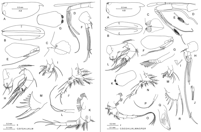 Discoconchoecia discophora (G.W. Müller, 1906)