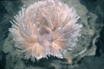 Nudibranchia