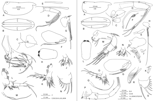 Discoconchoecia aff. elegans (Sars, 1865) Discoconchoecia aff. elegans (Sars, 1865)