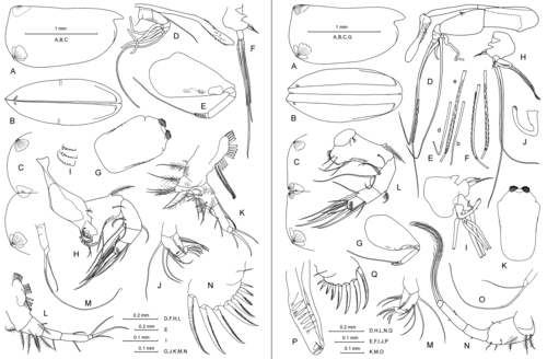 Loricoecia loricata (Claus, 1894) Loricoecia loricata (Claus, 1894)
