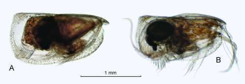Loricoecia loricata (Claus, 1894) Loricoecia loricata (Claus, 1894)