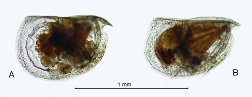 Mikroconchoecia curta s.l. (Lubbock, 1860) Mikroconchoecia curta s.l. (Lubbock, 1860)