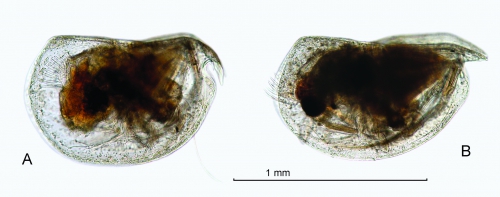 Mikroconchoecia stigmatica (G.W. Müller, 1906) Mikroconchoecia stigmatica (G.W. Müller, 1906)