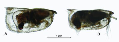 Orthoconchoecia striola s.s. (G.W. Müller, 1906)