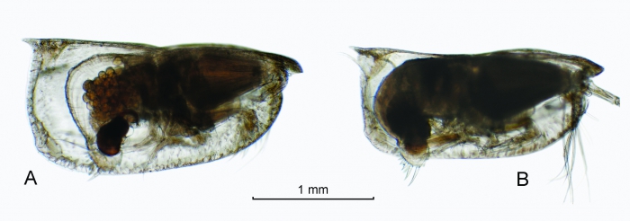 Orthoconchoecia striola s.s. (G.W. Müller, 1906)