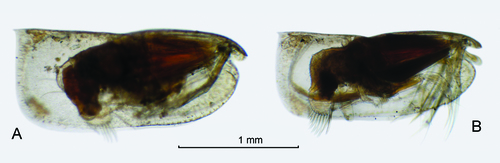 Paraconchoecia echinata (G.W. Müller, 1906)