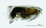 Ostracoda