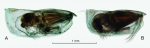 Ostracoda