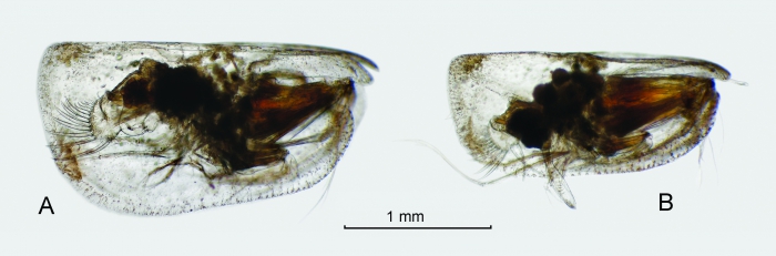 Paramollicia dichotoma (G.W. Müller, 1906)