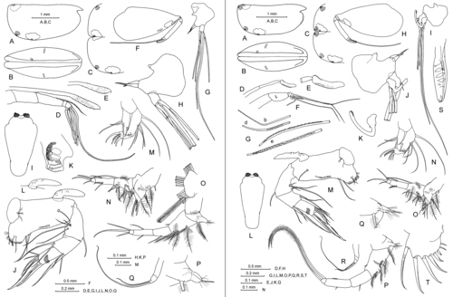 Platyconchoecia prosadene (G.W. Müller, 1906) Platyconchoecia prosadene (G.W. Müller, 1906)