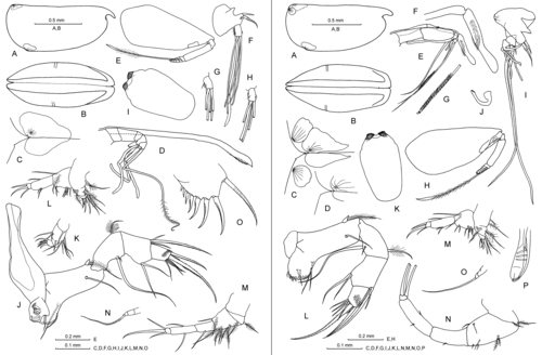 Proceroecia procera (G.W. Müller, 1906)