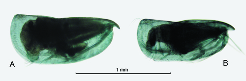 Proceroecia procera (G.W. Müller, 1906)