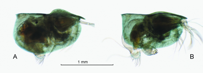 Pseudoconchoecia concentrica (G.W. Müller, 1906)