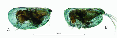 Clausoecia pusilla (G.W. Müller, 1906)