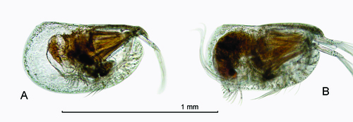 Kyrtoecia kyrtophora (G.W. Müller, 1906)