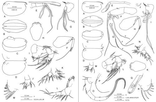 Nasoecia nasotuberculata (G.W. Müller, 1906)