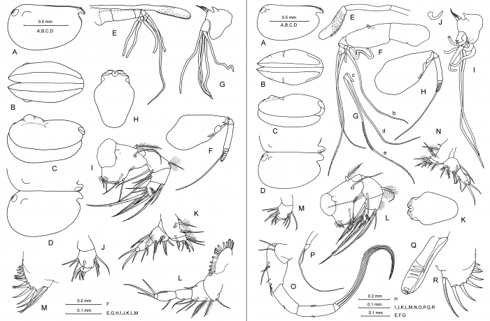 Nasoecia nasotuberculata (G.W. Müller, 1906)