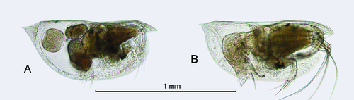 Euconchoecia