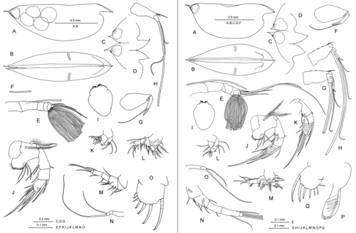 Euconchoecia aff. aculeata elongata G.W. Müller, 1906