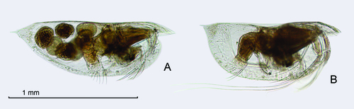 Euconchoecia aff. aculeata elongata G.W. Müller, 1906