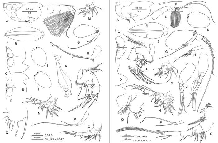 Euconchoecia sp. from Drapun &amp; Smith (2012)