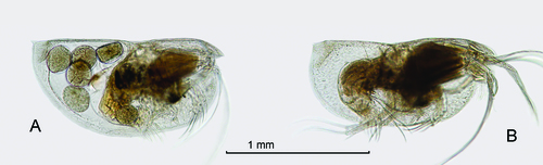 Euconchoecia sp. from Drapun &amp; Smith (2012)