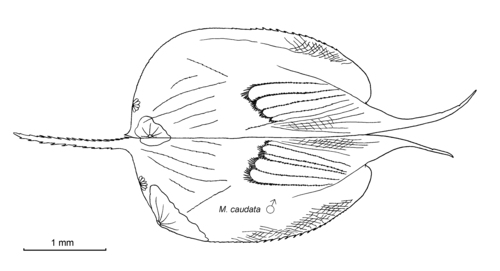 Macroconchoecia caudata (G.W. Müller, 1890)