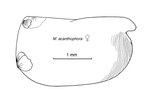 Mollicia acanthophora (G.W. Müller, 1906)