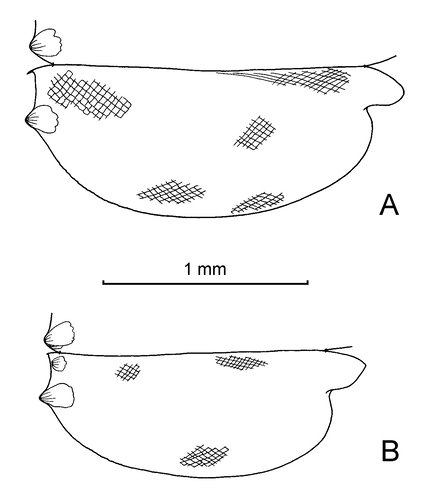 Paraconchoecia mamillata (G.W. Müller, 1906)