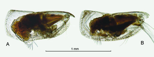 Discoconchoecia aff. tamensis (Poulsen, 1973)