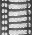 EM valve from type locality, author: Lundholm, Nina