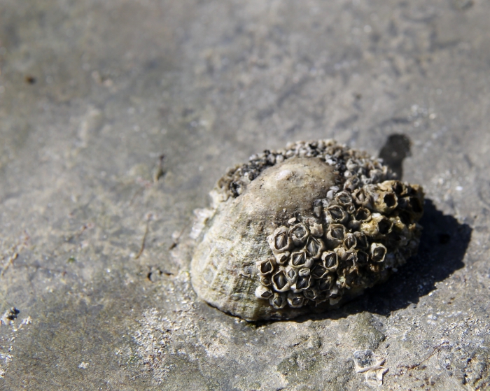 Limpet with barnacles 