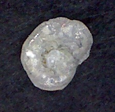 Discorbis globularis Discorbis globularis