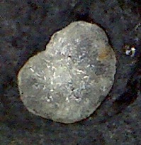Discorbis globularis Discorbis globularis