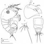 Parategastes pholpunthini sp. n.