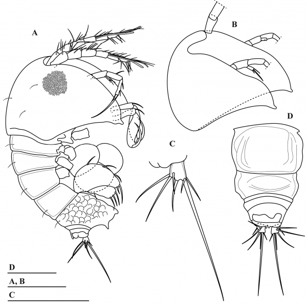 Parategastes pholpunthini sp. n. Parategastes pholpunthini sp. n.