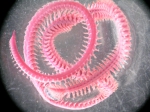 Polychaeta