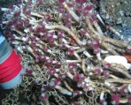 Lamellibrachia sagami in situ, author: Kobayashi