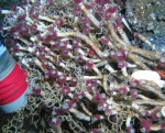 Lamellibrachia sagami in situ