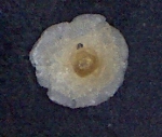 Cymbaporetta bradyi  Zanzybar, west coast