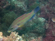 Symphodus tinca