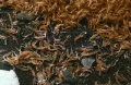 Euphausiacea