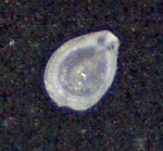 Fissurina marginata (Montagu,1803) Zanzibar