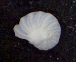 Peneroplis planatus Fichtel& Moll,1798 Zanzibar