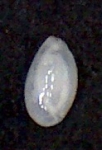 Quinqueloculina laevigata d'Orbigy,1839 Zanzibar