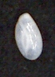Quinqueloculina laevigata d'Orbigy,1839 Zanzibar