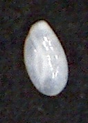 Quinqueloculina laevigata d'Orbigy,1839 Zanzibar Quinqueloculina laevigata d'Orbigy,1839 Zanzibar